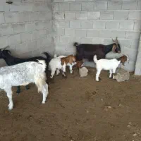 بزه کهره دار