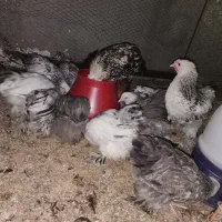 جوجه مرغ خروس برهما ۴.۵ ماهه|حیوانات مزرعه|یزد, |دیوار