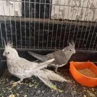 جفت عروس هلندی جوانه معاوضه با جوجه مینا