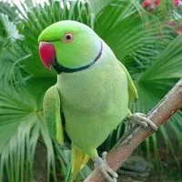 ملنگو کاسکو راهب