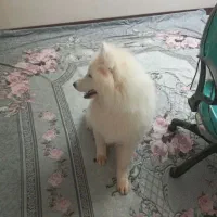 سامویید|سگ|اسلامشهر, شهرک قائمیه|دیوار