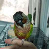 گرینچیک شیطون