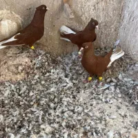 کبوترسرخ دم سفید|پرنده|اقبالیه, |دیوار