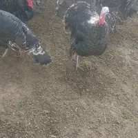 بوقلمون|حیوانات مزرعه|آذرشهر, |دیوار