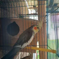 جفت عروس هلندی نر سخنگو