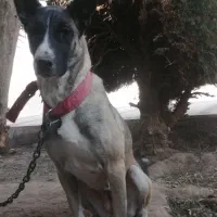 سگ مالینویز ماده 1ساله|سگ|یزد, |دیوار