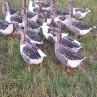 غاز محلی|حیوانات مزرعه|رشت, حومه رشت|دیوار