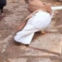 کبوتر چپ
