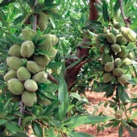 فروش باغ بادام