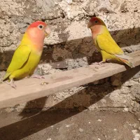 طوطی برزیلی