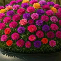 مربای گل محمدی آفتابی ( کاملاارگانیک)