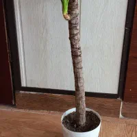 قلمه سینگونیوم وبرگ انجیری وگلدونها|گل و گیاه طبیعی|مشهد, چهارچشمه|دیوار