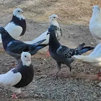 سرگرمی فراغت|پرنده|فهرج, |دیوار