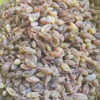 کشمش سایه خشک ارگانیک|خوردنی و آشامیدنی|یاسوج, |دیوار