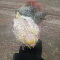 جوجه عروس|پرنده|تایباد, |دیوار