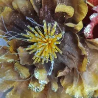 گلدان بزرگ با گله‌اش فقط ۳۱۰ تومن|گل مصنوعی|تبریز, |دیوار