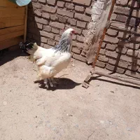 مرغ زینتی
