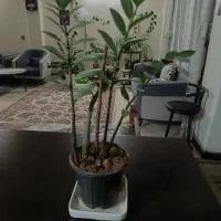 فروش گل های آپارتمانی|گل و گیاه طبیعی|اصفهان, آفاران|دیوار