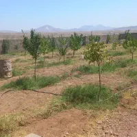 باغ با حصار کامل برق دار ۵۰۰متر|فروش زمین و ملک کلنگی|صوفیان, |دیوار