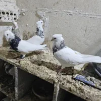 کبوتر|پرنده|بهبهان, |دیوار