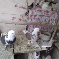 کفتر  فروشی|پرنده|قم, علی آباد سعدگان|دیوار