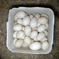 تخم نطفه دار اردک اسرائیلی