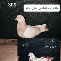 کبوتر پاکستانی چتری دم سفید سرور طوقی حراج آبشورک|پرنده|بندرعباس, |دیوار