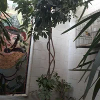 گل وگیاه طبیعی|گل و گیاه طبیعی|شیراز, تل حسین‌آباد|دیوار