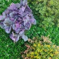 تولید گرینوال و فنس و گل مصنوعی|خدمات باغبانی و درختکاری|کرج, بهشت سکینه|دیوار