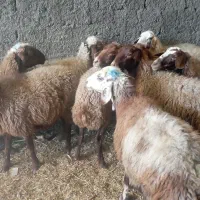 میش ابستن مایه کرده|حیوانات مزرعه|قره چای, |دیوار