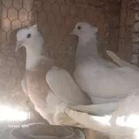 غازچاق‌وجوان‌قوغازپنج‌ماهه‌‌بوقلمون‌کفترطوقی‌وتهرو|حیوانات مزرعه|قم, شهرک توانیر|دیوار