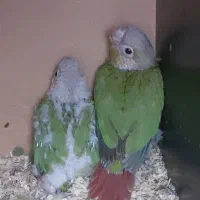 جفت گرینچیک و کوتوله مولد|پرنده|چابهار, |دیوار