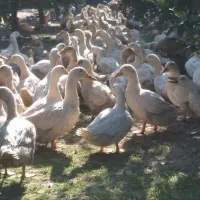 اردک محلی سالم وتمیز