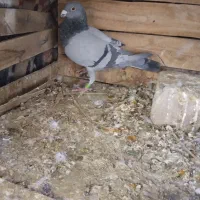 سبز پلاکی نر