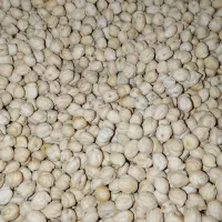 مینودشت مصلا