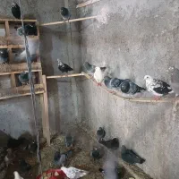 کبوتر|پرنده|جلفا, |دیوار