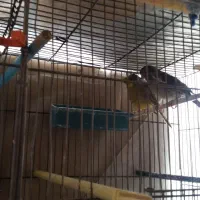 قناری گلاستر