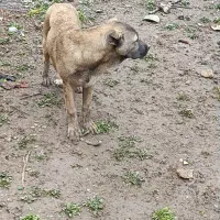 سگ نژاد دار