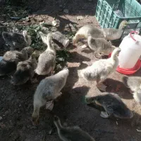 جوجه غاز درشت و سرحال