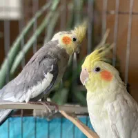 یک جفت عروس هلندی