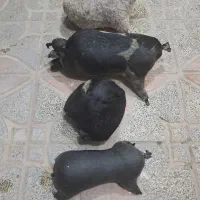 خیگ روغن حیوانی