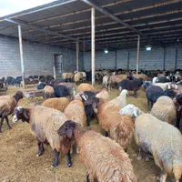 گوسفند مجهز به ۵۰۰راس دام نصفه گوشت