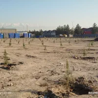 متخصص هرس درختان میوه و درختان خیابان|خدمات باغبانی و درختکاری|اسلامشهر, صادقیه|دیوار