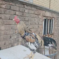 خروس لاری
