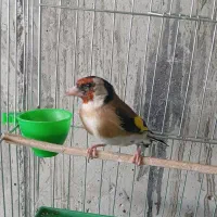 سهره دهن باغی قدیم