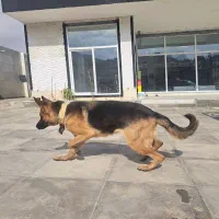 سگ ژرمن شیپر پلیس|سگ|شیراز, قلات|دیوار