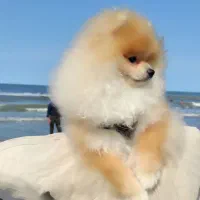 سگ پامرانین|سگ|اندیشه, شهرک مریم|دیوار