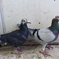 جفت کبوتر هوایی و جفتگاه  قلدر و زات دار  درشت