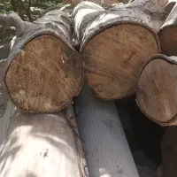 فروش چوب گردو|عمده‌فروشی|زیباشهر, |دیوار