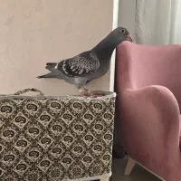 جوجه کبوتر پلاکی